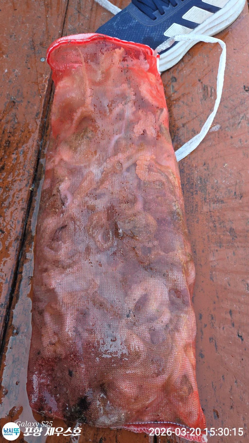 낚시뚜,쭈꾸미,영일만항,포항 제우스호,낚시뚜6