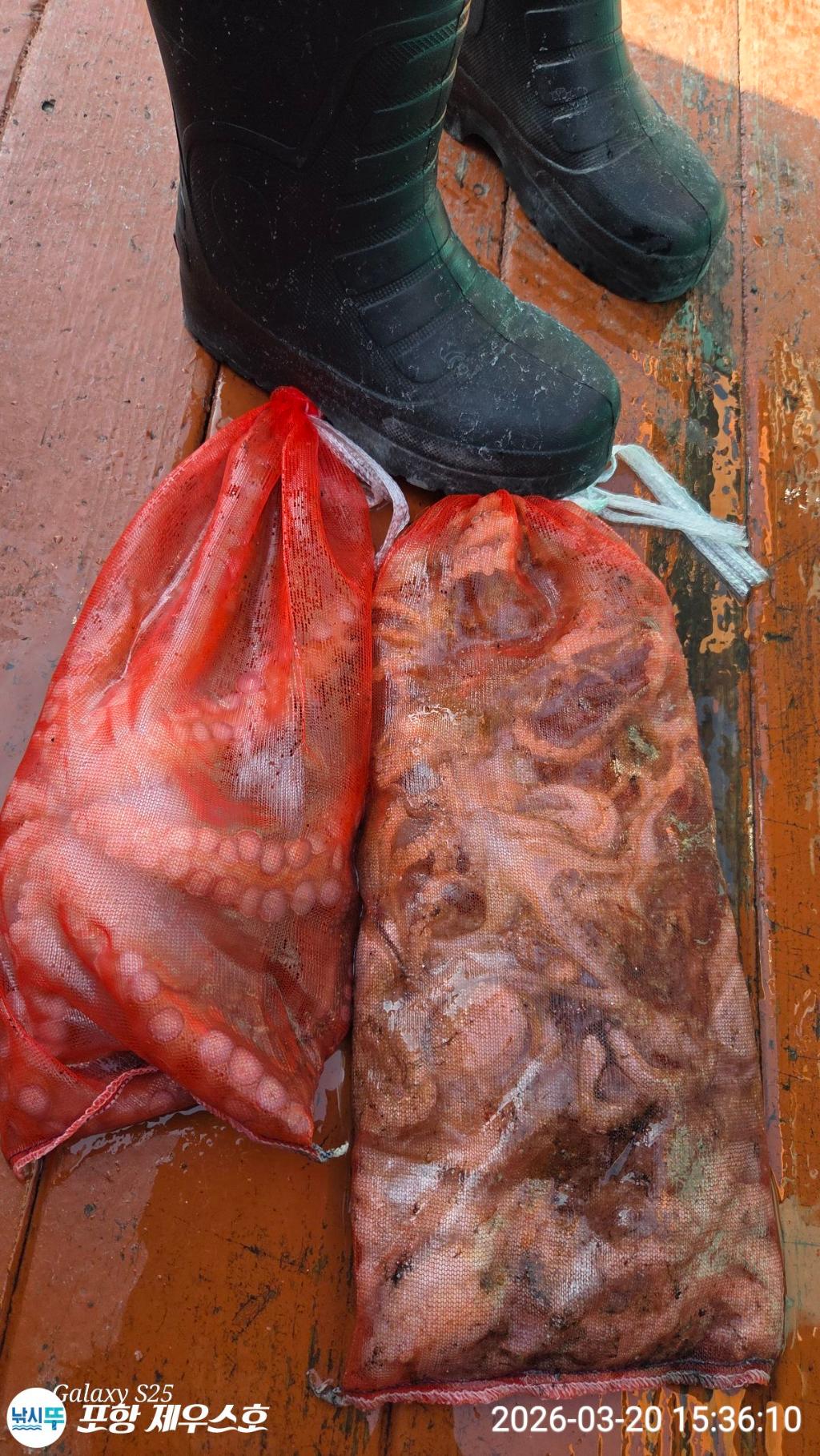 낚시뚜,쭈꾸미,영일만항,포항 제우스호,낚시뚜5