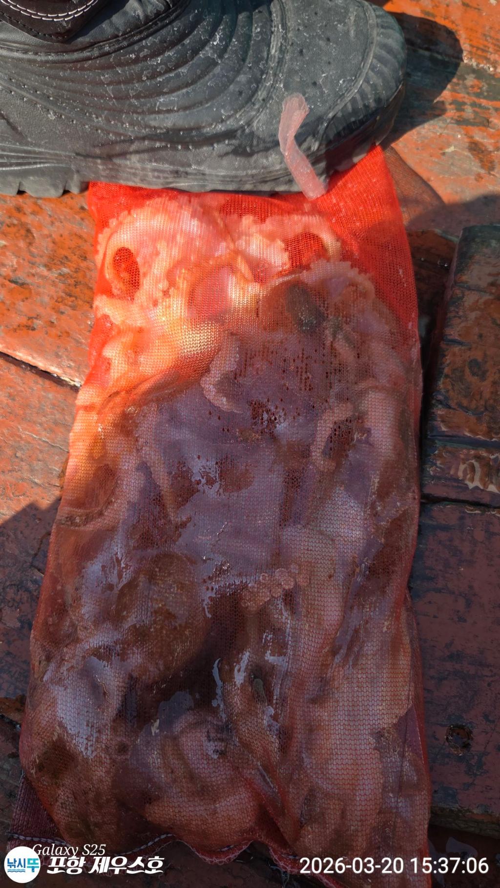 낚시뚜,쭈꾸미,영일만항,포항 제우스호,낚시뚜4