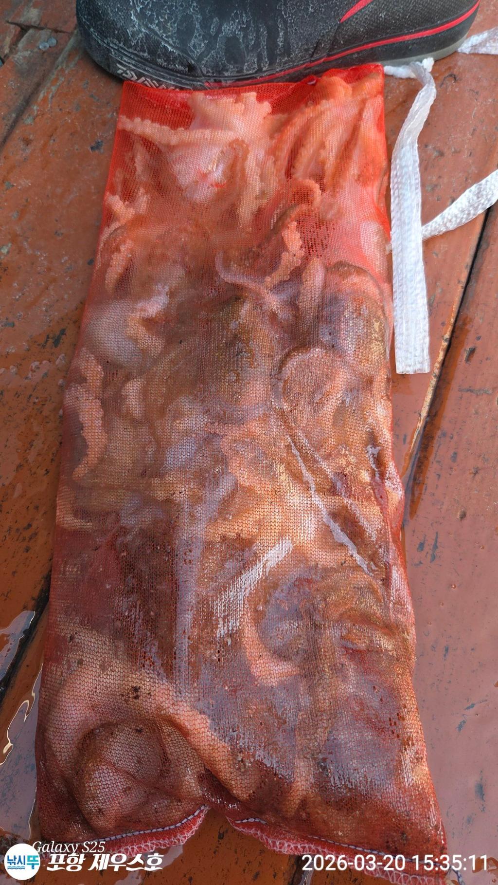 낚시뚜,쭈꾸미,영일만항,포항 제우스호,낚시뚜3