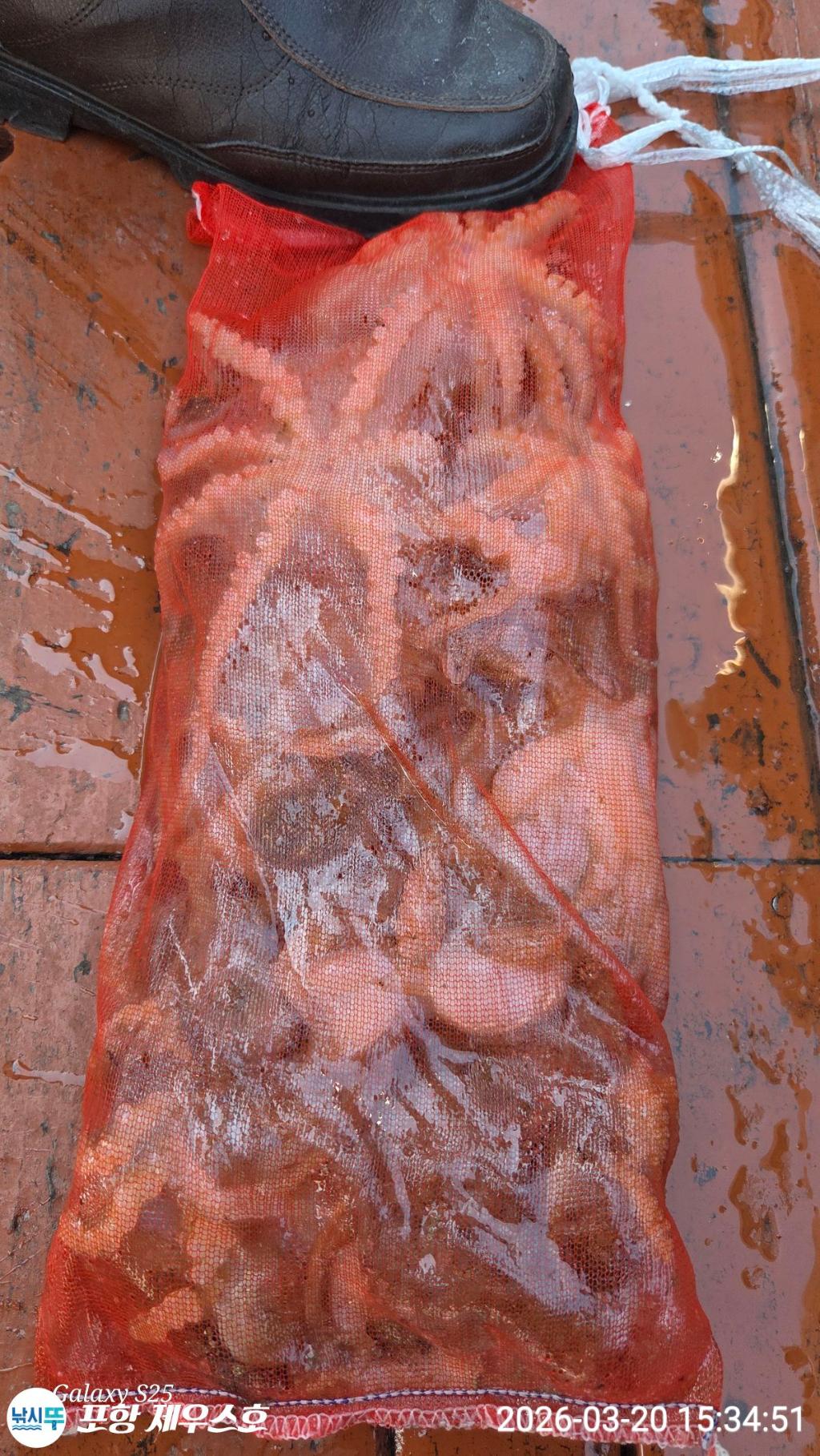 낚시뚜,쭈꾸미,영일만항,포항 제우스호,낚시뚜2