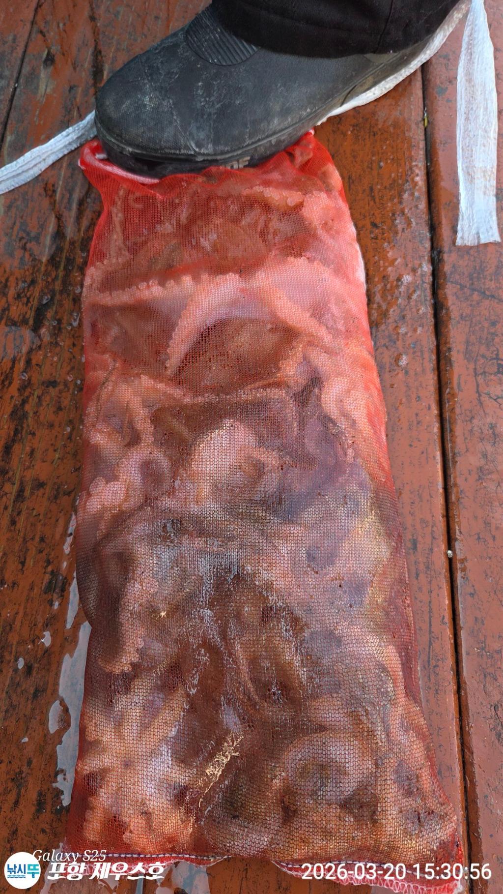 낚시뚜,쭈꾸미,영일만항,포항 제우스호,낚시뚜1