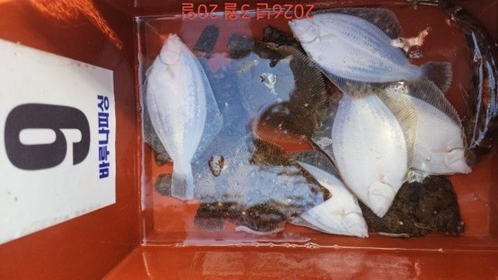 낚시뚜,도다리,속천항(진해),바루나피싱,낚시뚜5