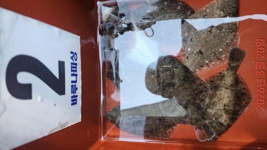 낚시뚜,도다리,속천항(진해),바루나피싱,낚시뚜1