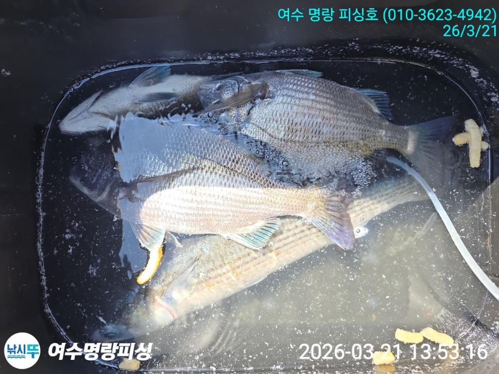낚시뚜,감성돔,국동항,여수명랑피싱,낚시뚜8