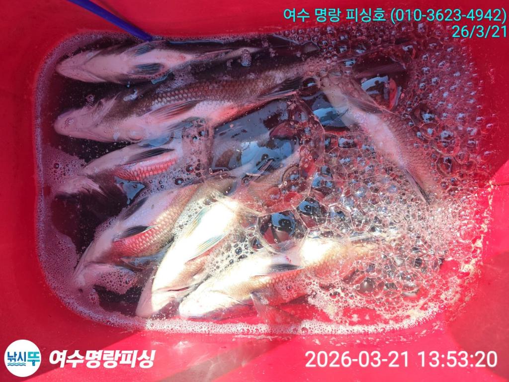 낚시뚜,감성돔,국동항,여수명랑피싱,낚시뚜7