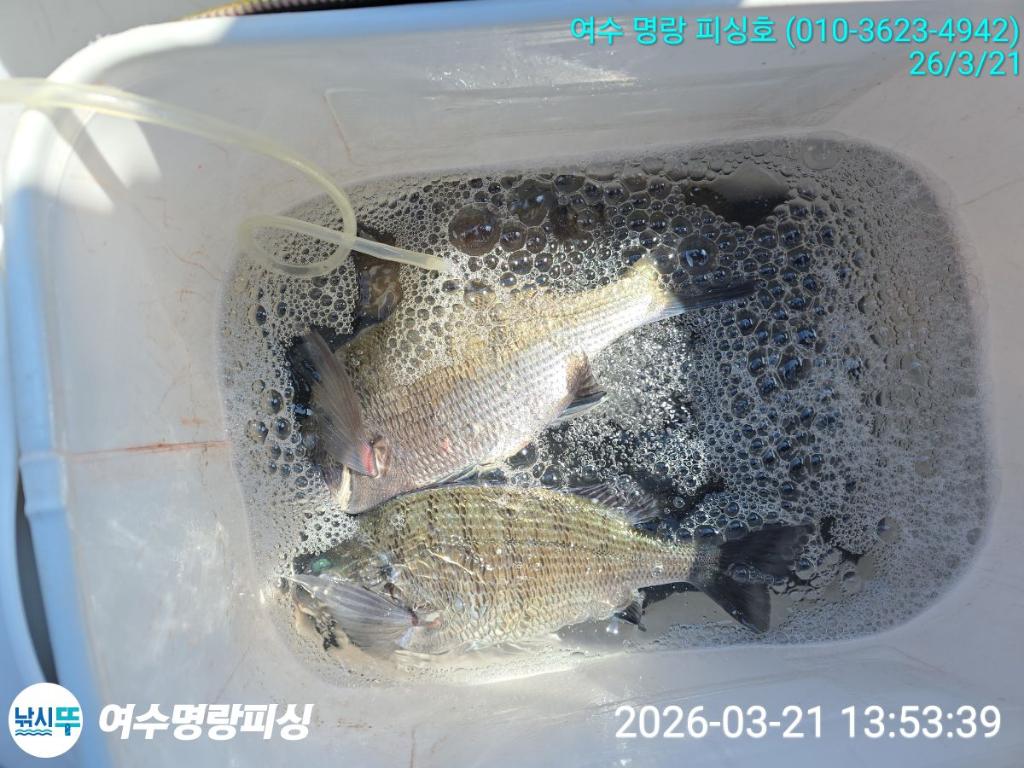 낚시뚜,감성돔,국동항,여수명랑피싱,낚시뚜5