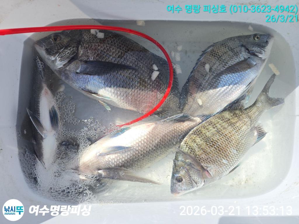 낚시뚜,감성돔,국동항,여수명랑피싱,낚시뚜4