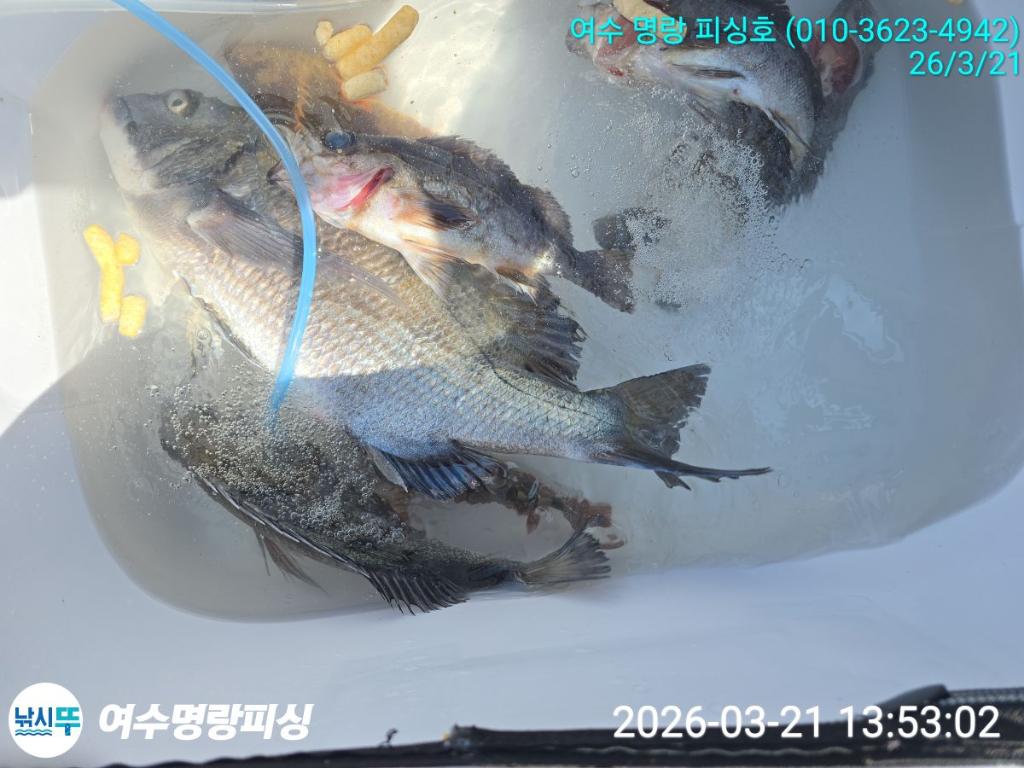 낚시뚜,감성돔,국동항,여수명랑피싱,낚시뚜3