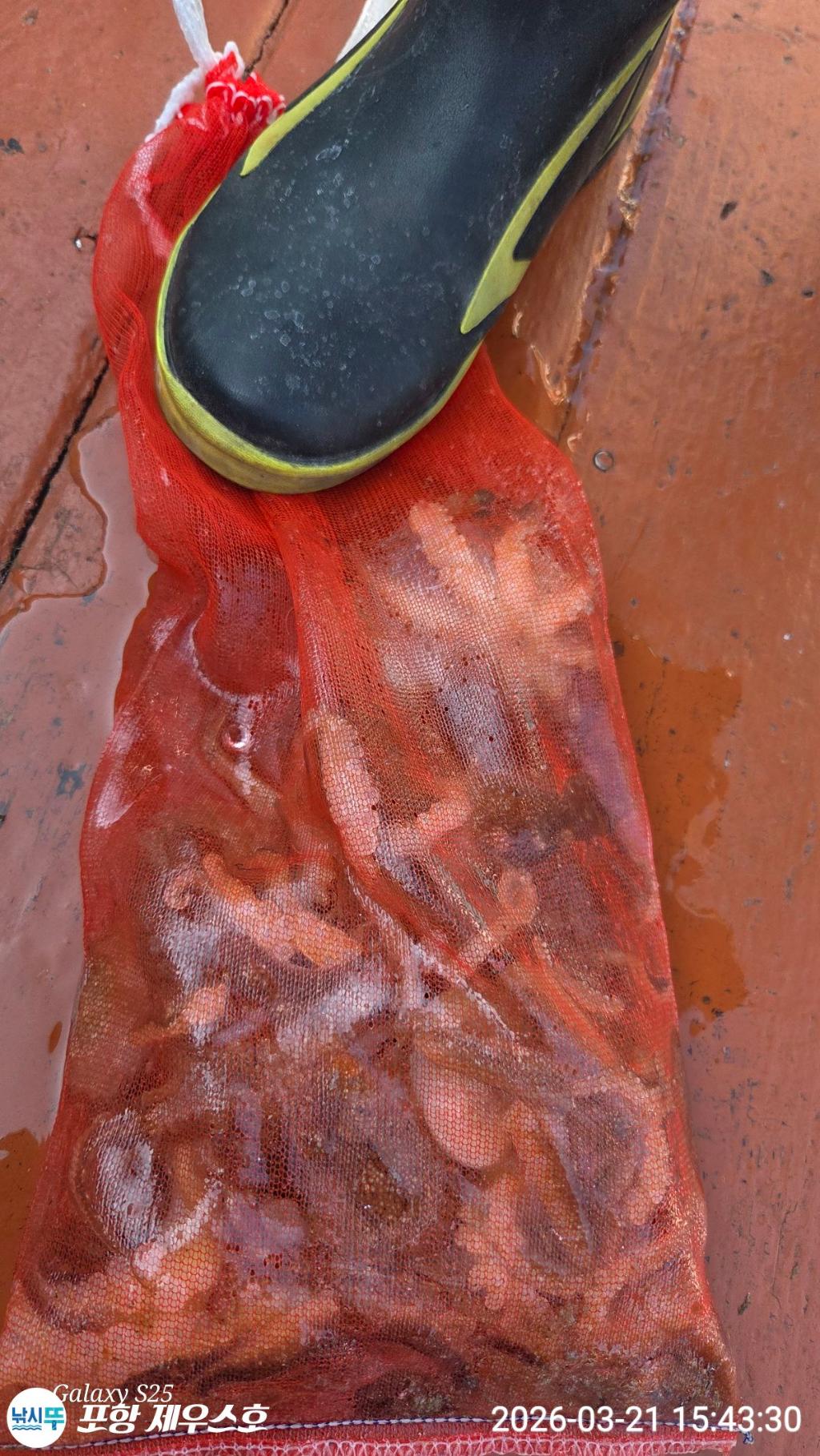 낚시뚜,쭈꾸미,영일만항,포항 제우스호,낚시뚜7