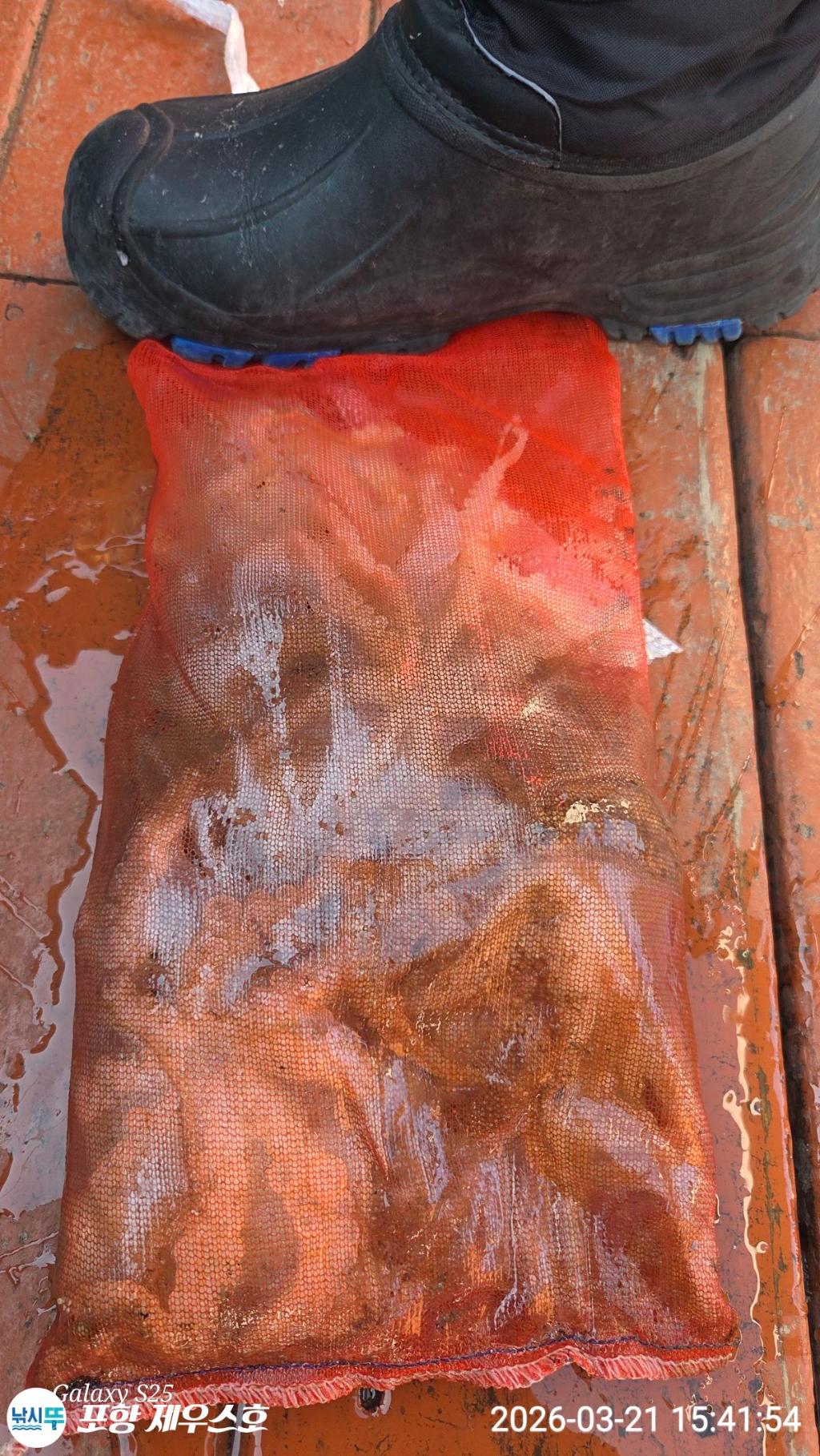 낚시뚜,쭈꾸미,영일만항,포항 제우스호,낚시뚜6