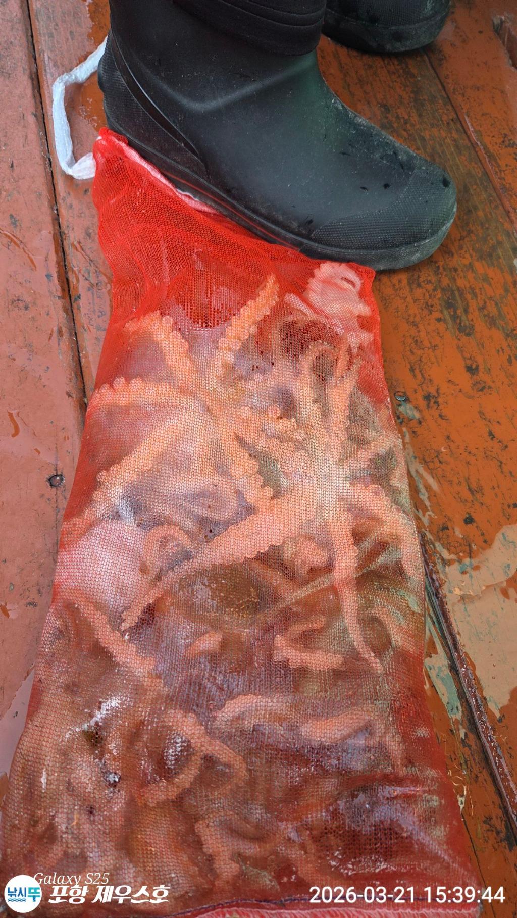 낚시뚜,쭈꾸미,영일만항,포항 제우스호,낚시뚜5