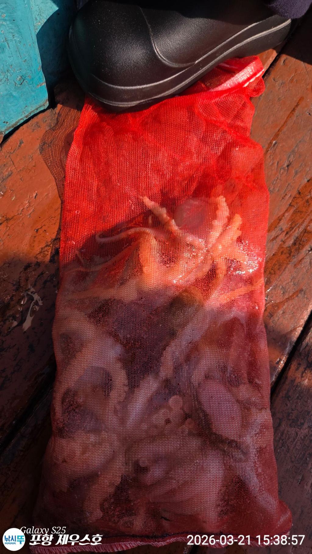 낚시뚜,쭈꾸미,영일만항,포항 제우스호,낚시뚜4