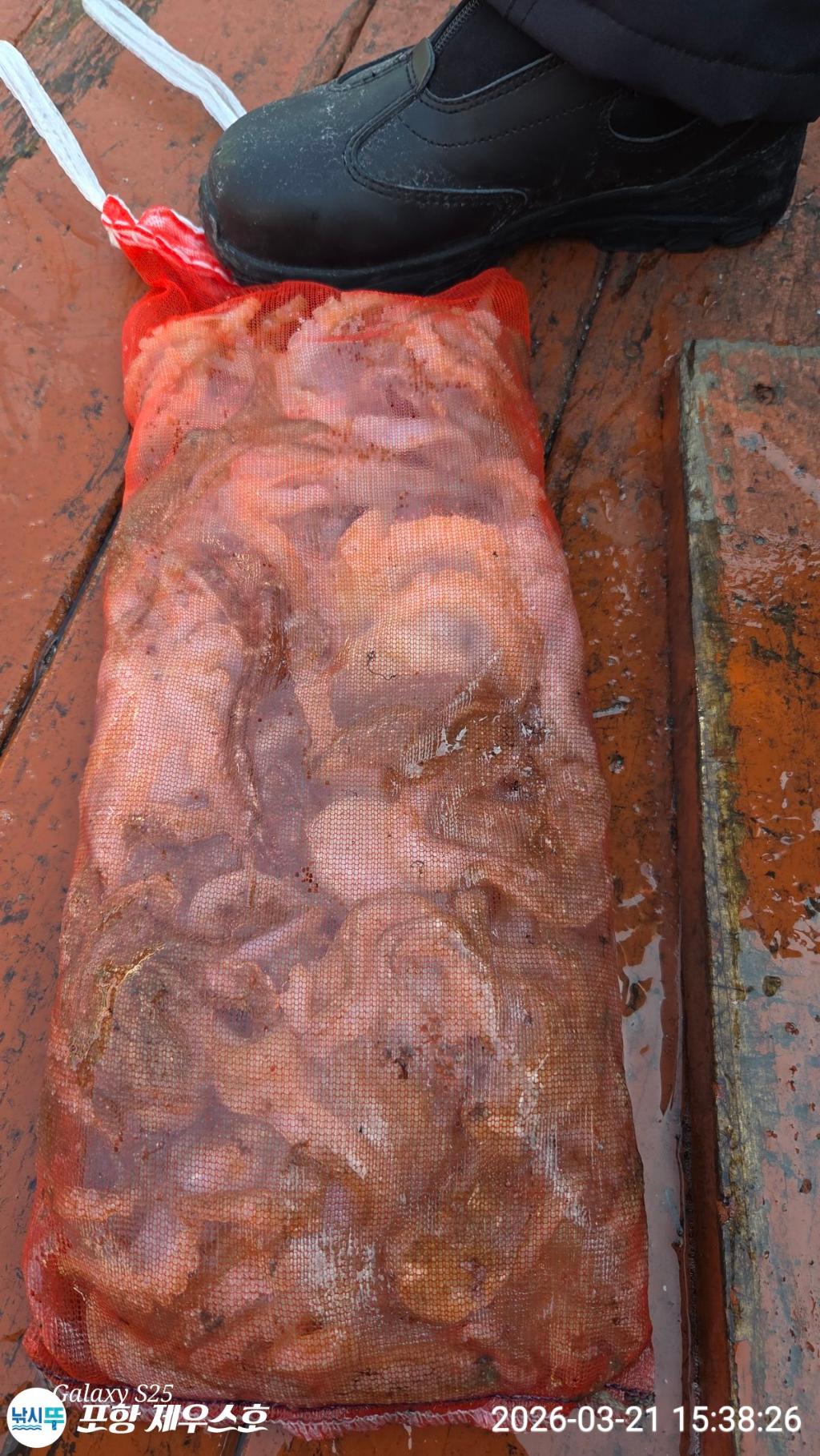 낚시뚜,쭈꾸미,영일만항,포항 제우스호,낚시뚜3