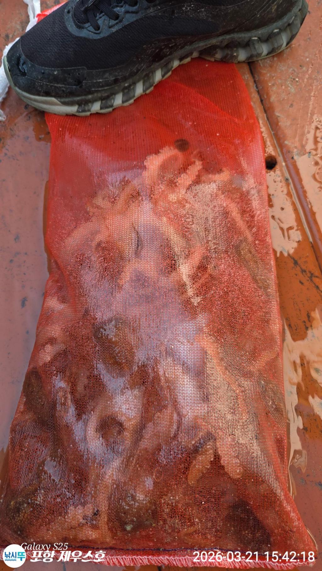 낚시뚜,쭈꾸미,영일만항,포항 제우스호,낚시뚜2