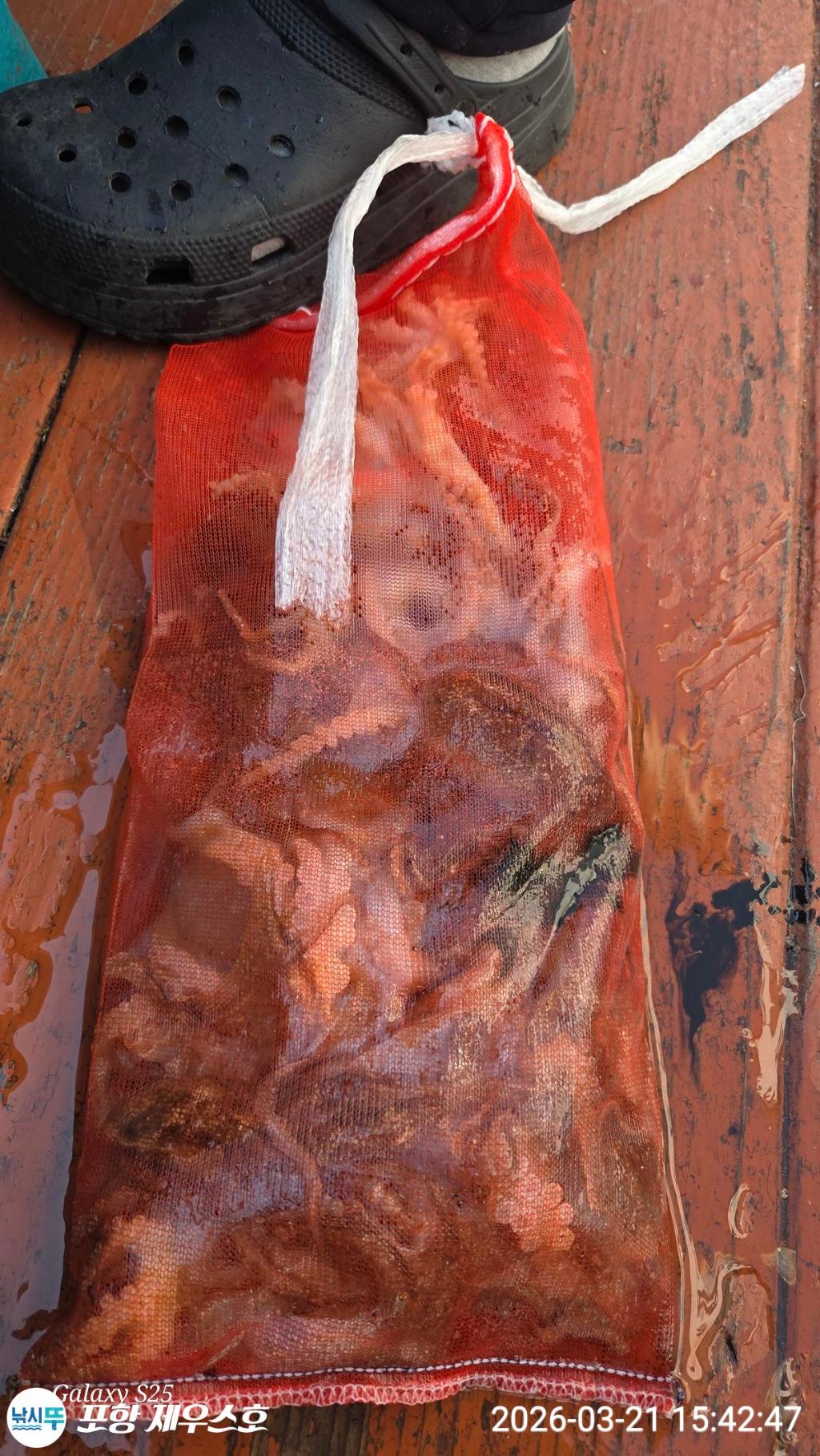 낚시뚜,쭈꾸미,영일만항,포항 제우스호,낚시뚜1