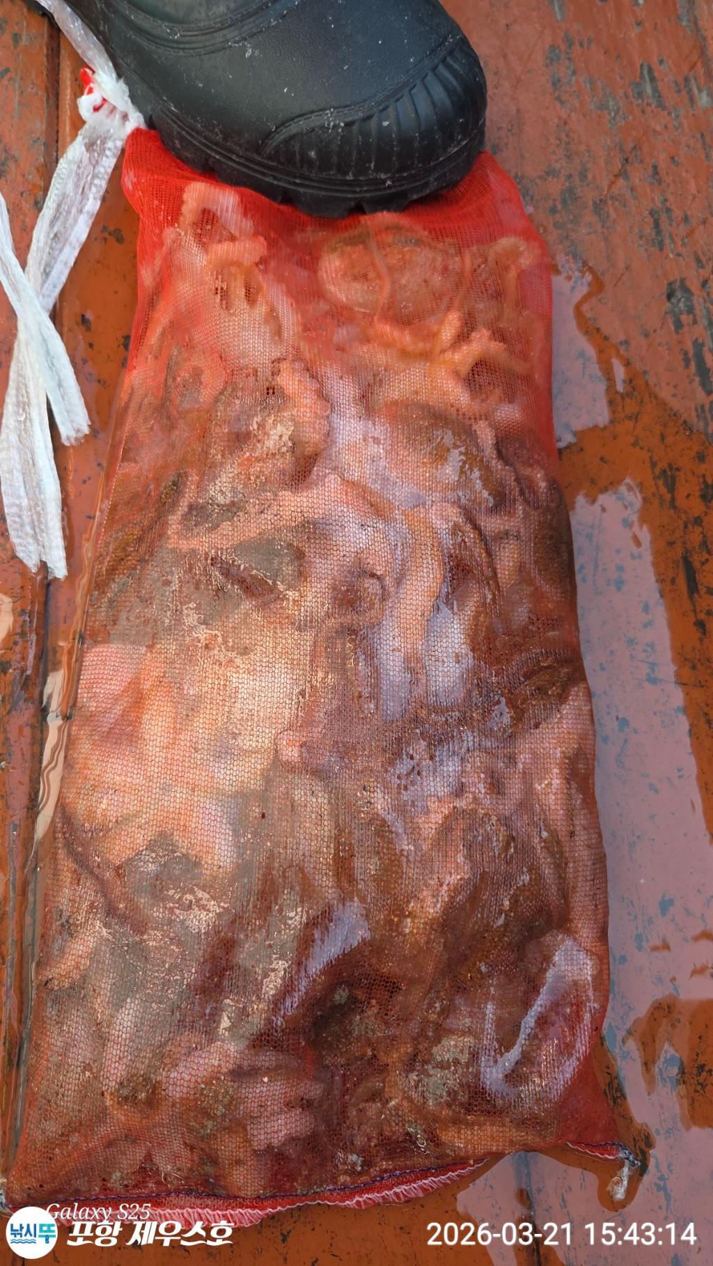 낚시뚜,쭈꾸미,영일만항,포항 제우스호,낚시뚜0