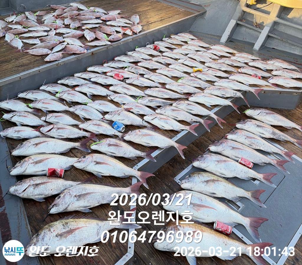 낚시뚜,참돔,완도항,완도 오렌지호,낚시뚜8