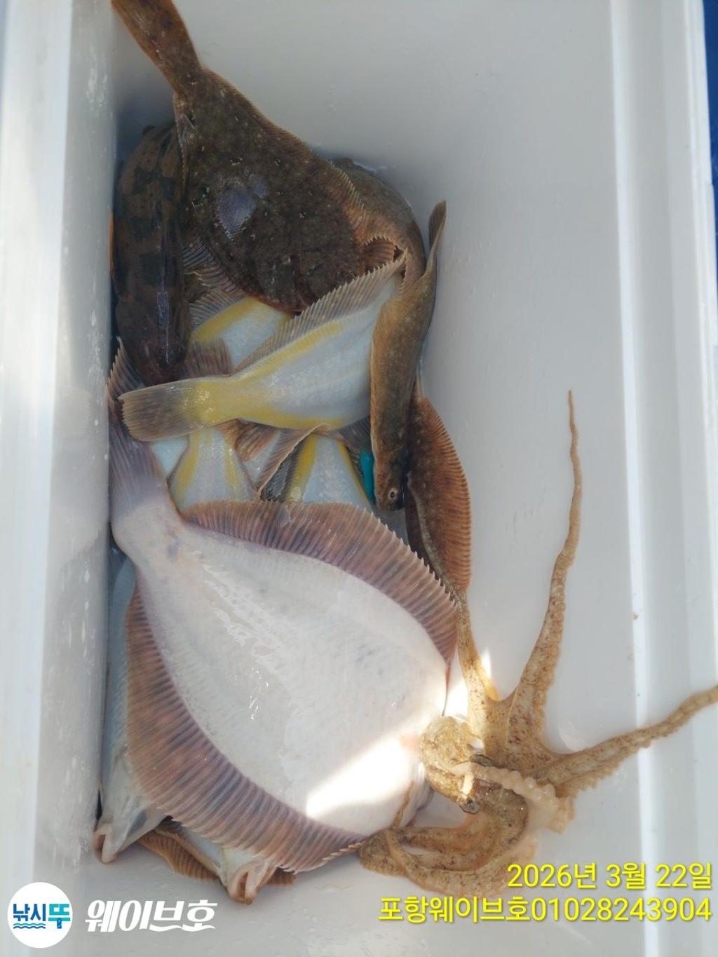 낚시뚜,도다리,가자미,구룡포항,뉴웨이브호,낚시뚜19