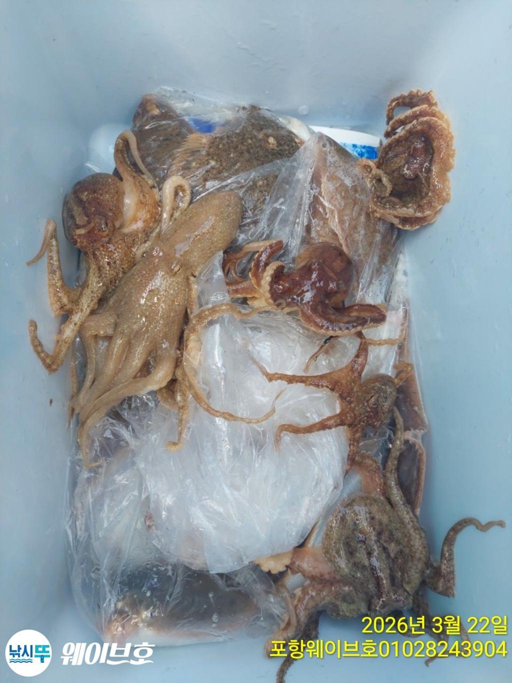 낚시뚜,도다리,가자미,구룡포항,뉴웨이브호,낚시뚜18