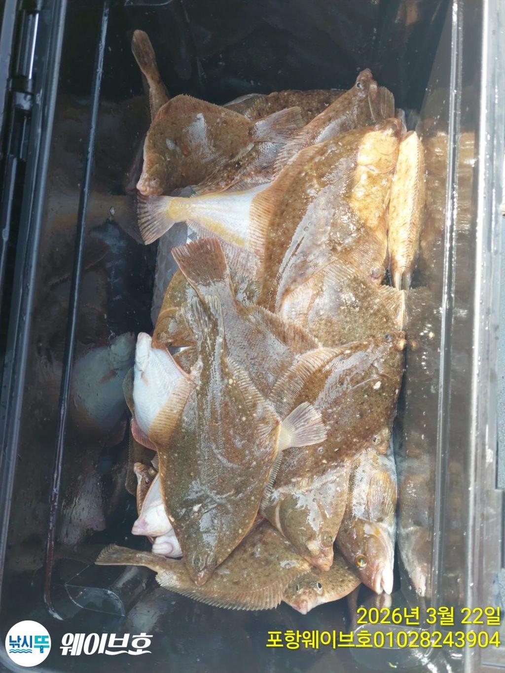 낚시뚜,도다리,가자미,구룡포항,뉴웨이브호,낚시뚜17