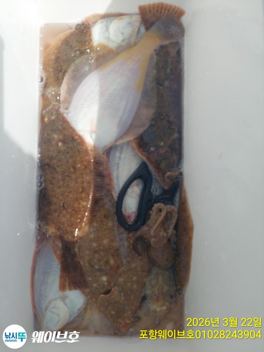 낚시뚜,도다리,가자미,구룡포항,뉴웨이브호,낚시뚜15