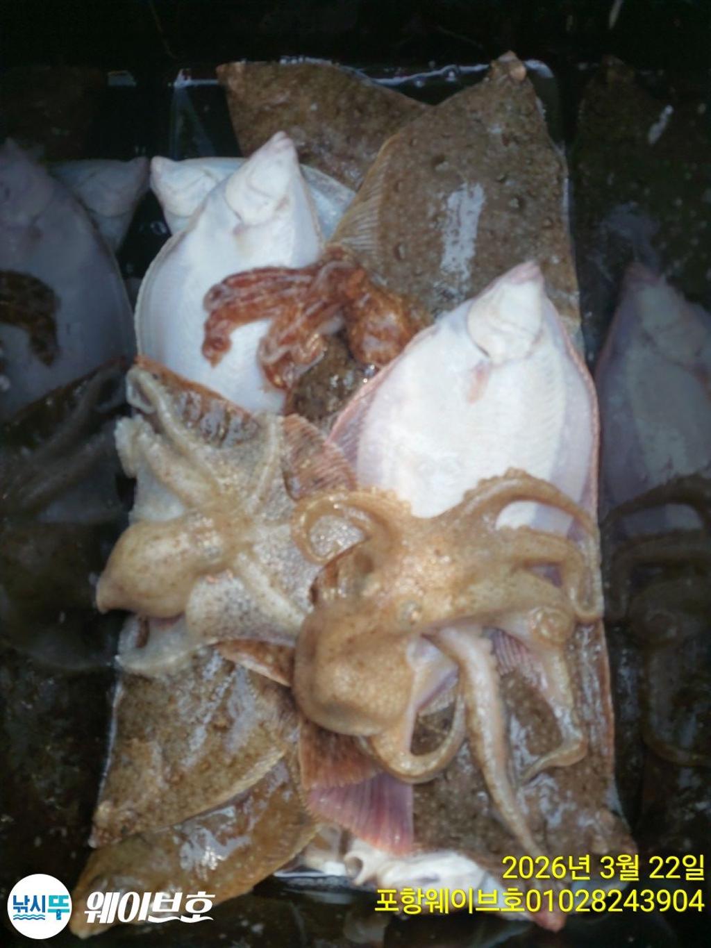 낚시뚜,도다리,가자미,구룡포항,뉴웨이브호,낚시뚜14