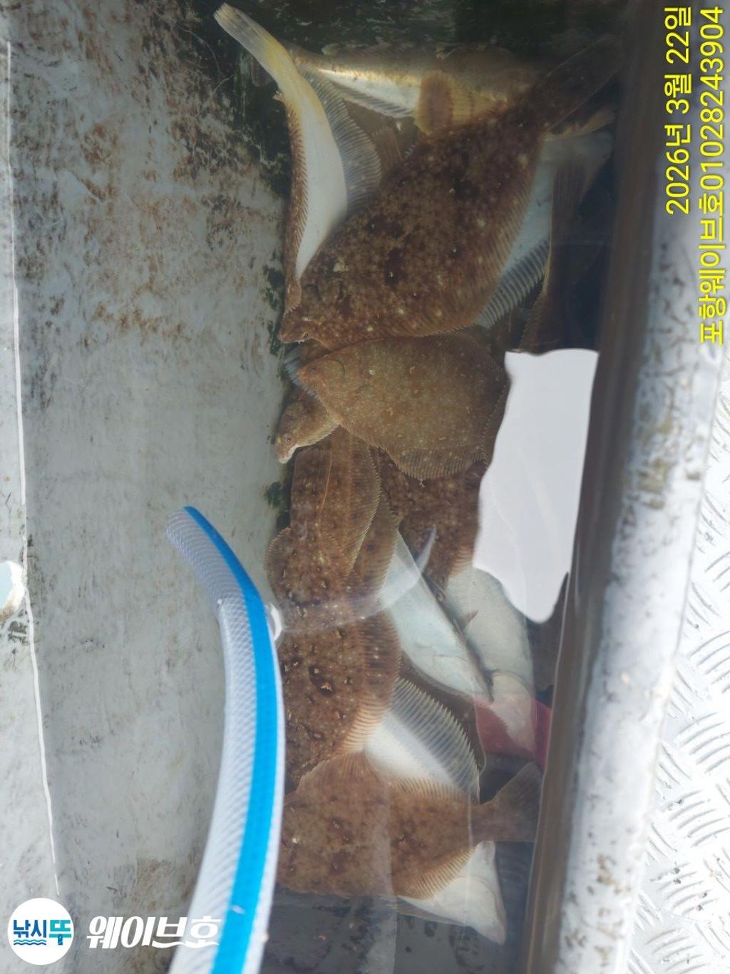 낚시뚜,도다리,가자미,구룡포항,뉴웨이브호,낚시뚜13