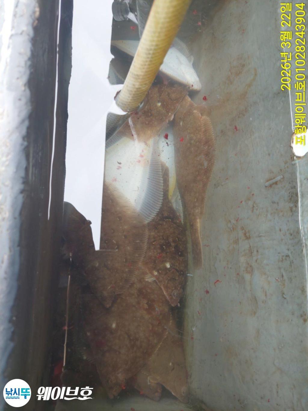 낚시뚜,도다리,가자미,구룡포항,뉴웨이브호,낚시뚜12