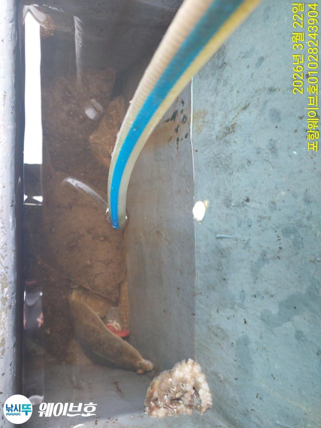 낚시뚜,도다리,가자미,구룡포항,뉴웨이브호,낚시뚜11