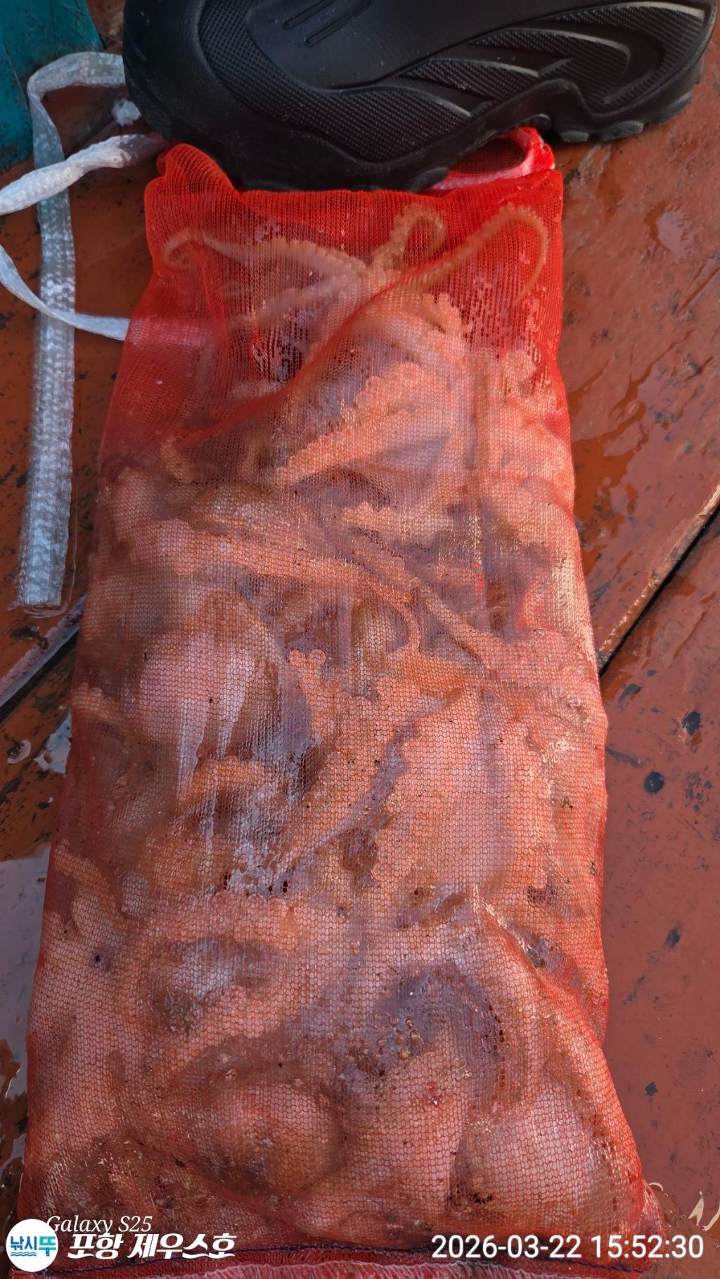 낚시뚜,쭈꾸미,영일만항,포항 제우스호,낚시뚜9