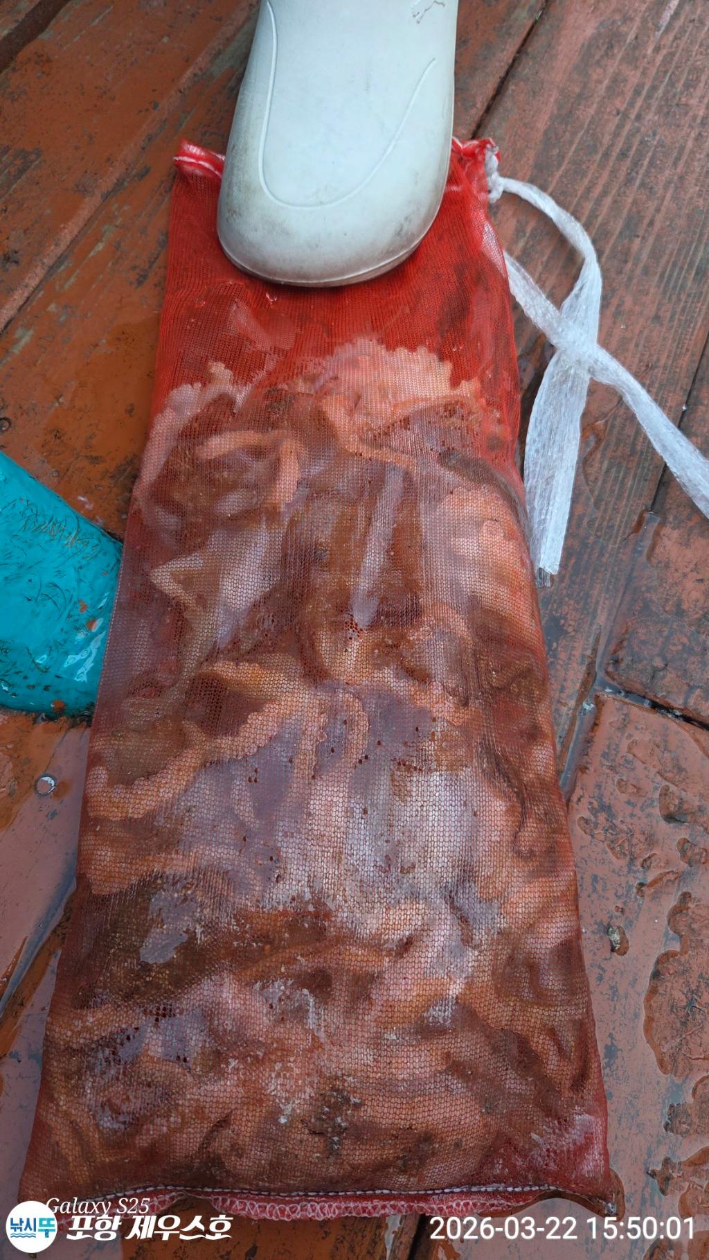 낚시뚜,쭈꾸미,영일만항,포항 제우스호,낚시뚜8