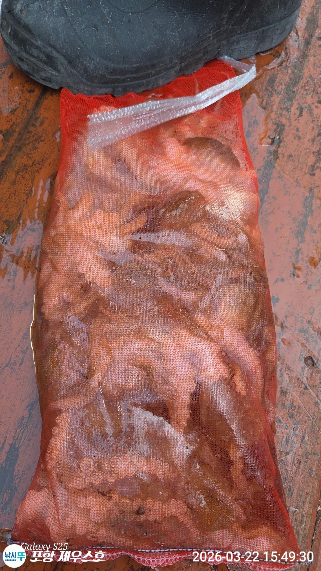 낚시뚜,쭈꾸미,영일만항,포항 제우스호,낚시뚜7