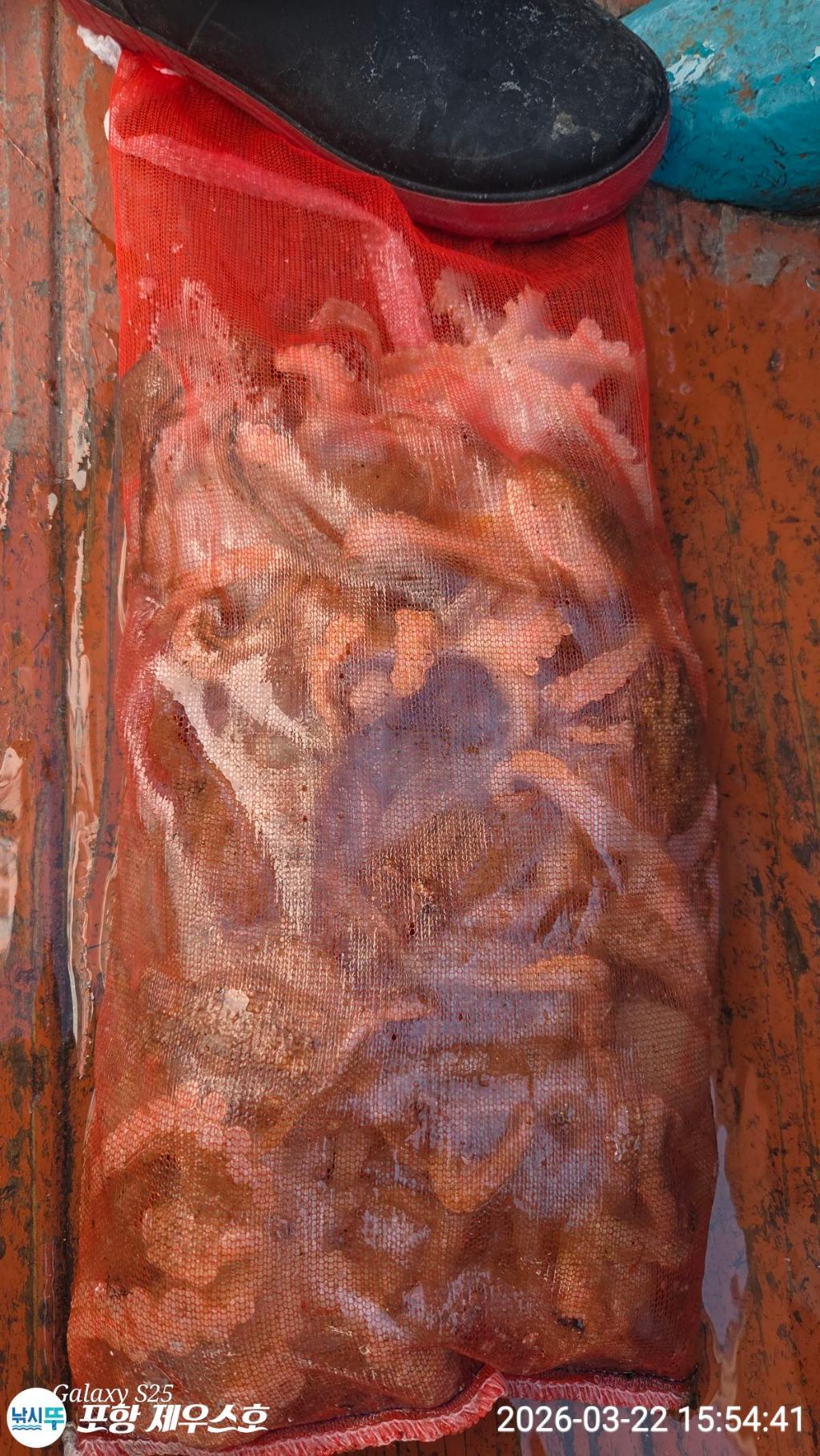 낚시뚜,쭈꾸미,영일만항,포항 제우스호,낚시뚜6