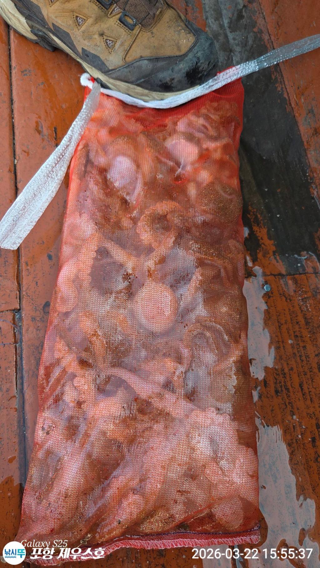 낚시뚜,쭈꾸미,영일만항,포항 제우스호,낚시뚜5