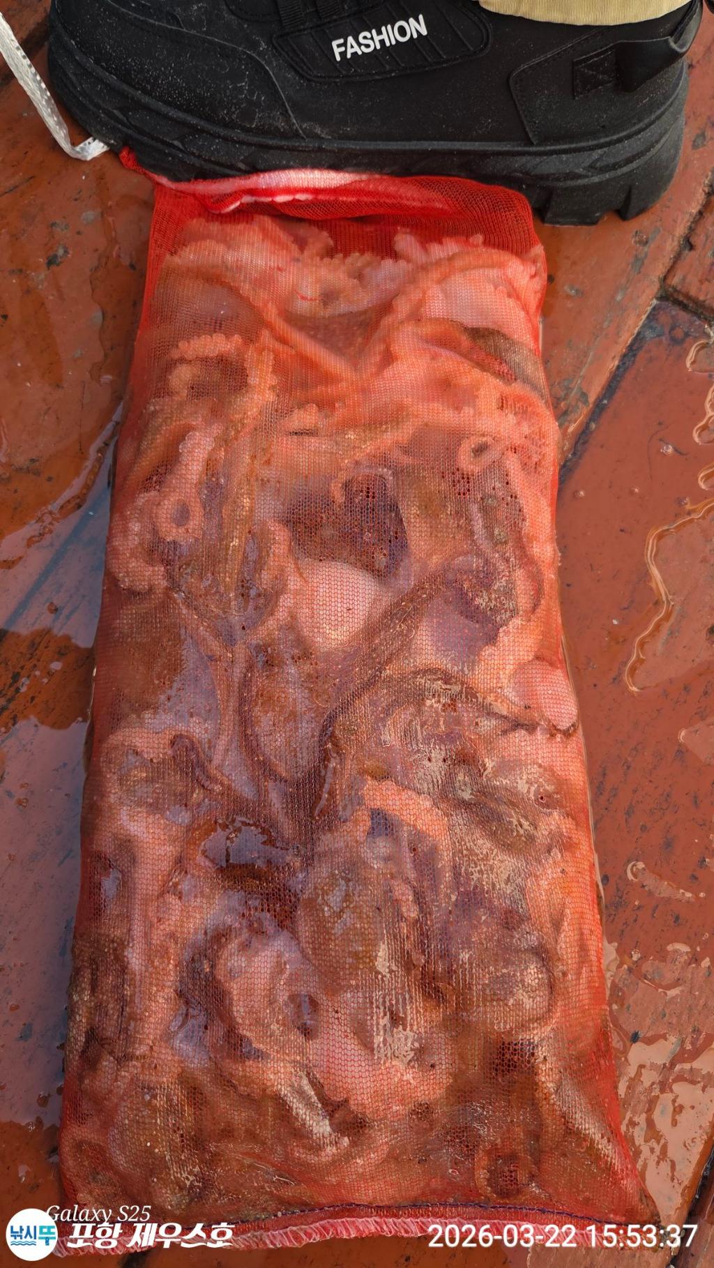 낚시뚜,쭈꾸미,영일만항,포항 제우스호,낚시뚜4