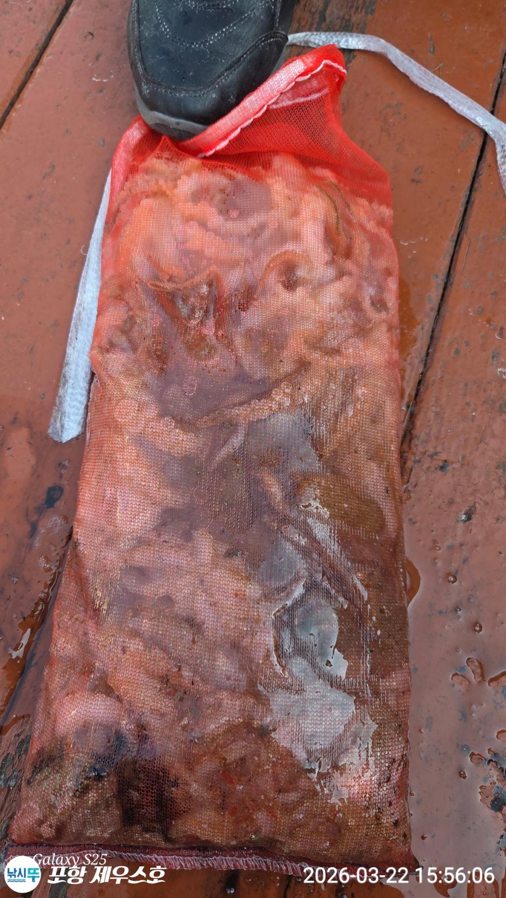 낚시뚜,쭈꾸미,영일만항,포항 제우스호,낚시뚜3