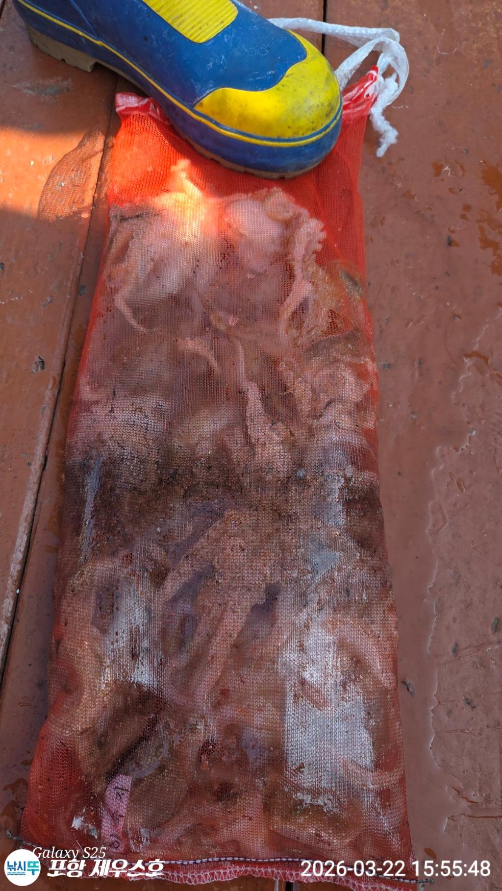 낚시뚜,쭈꾸미,영일만항,포항 제우스호,낚시뚜2