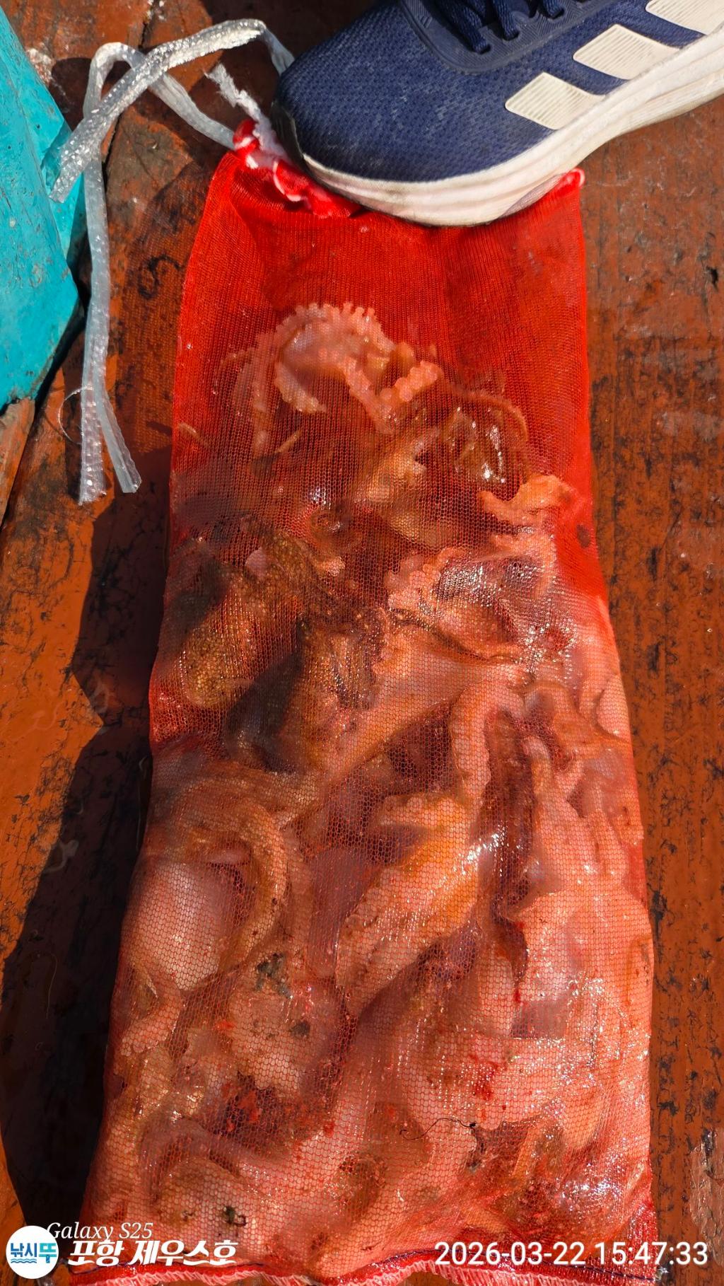 낚시뚜,쭈꾸미,영일만항,포항 제우스호,낚시뚜1