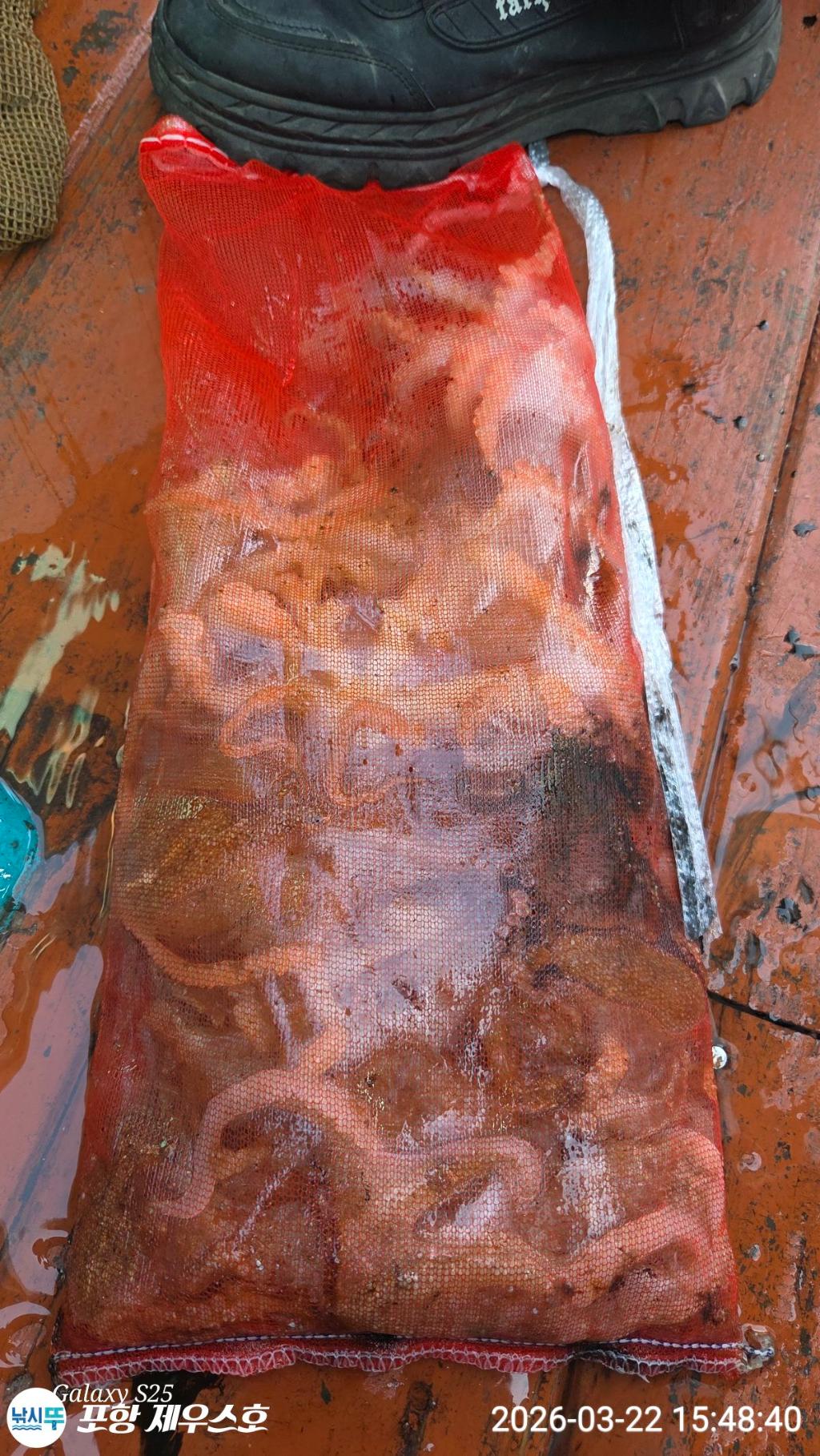 낚시뚜,쭈꾸미,영일만항,포항 제우스호,낚시뚜0