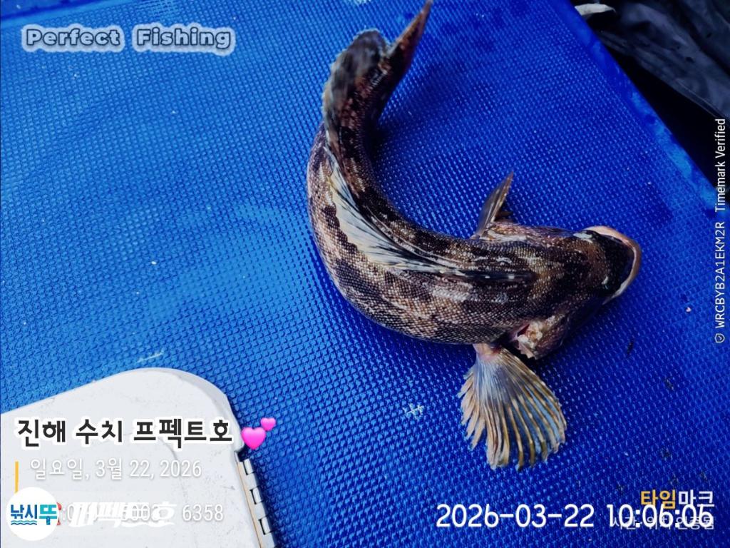 낚시뚜,도다리,진해 수치마을 방파제,퍼펙트호,낚시뚜16