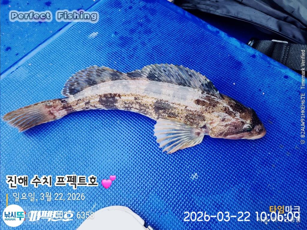 낚시뚜,도다리,진해 수치마을 방파제,퍼펙트호,낚시뚜15