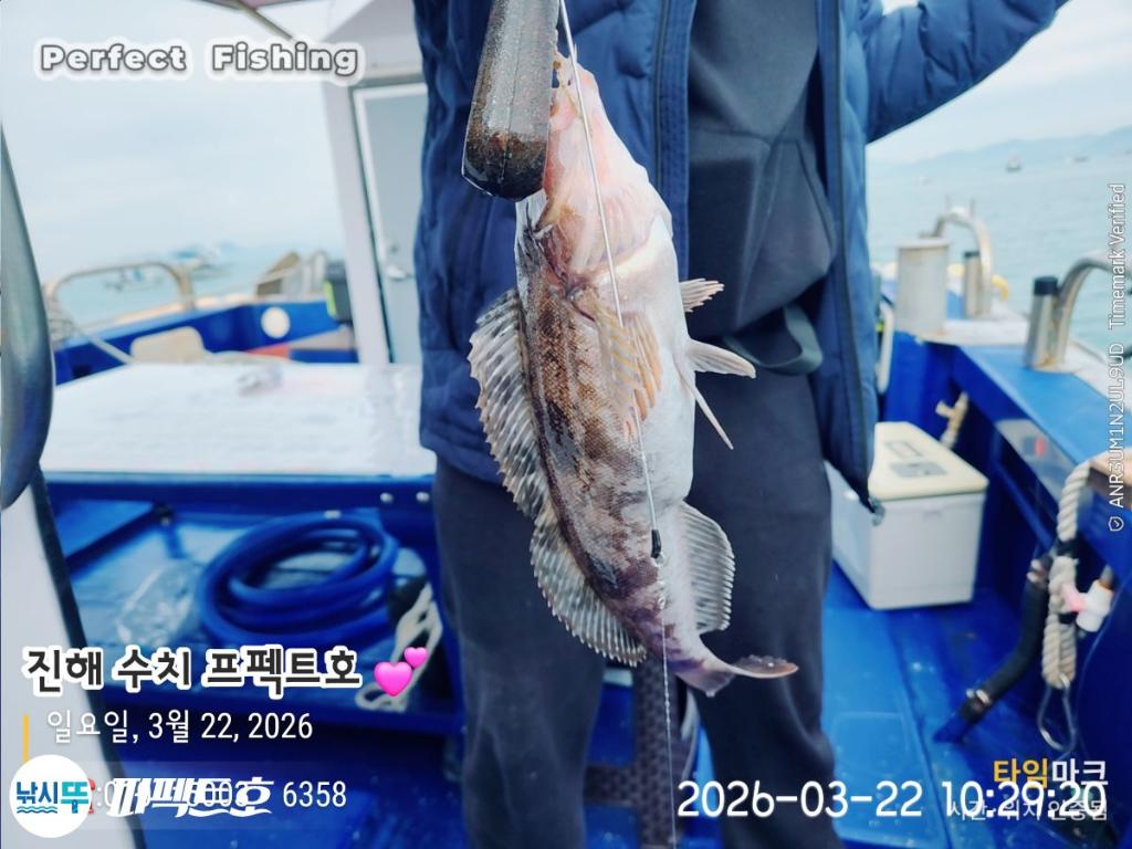 낚시뚜,도다리,진해 수치마을 방파제,퍼펙트호,낚시뚜13