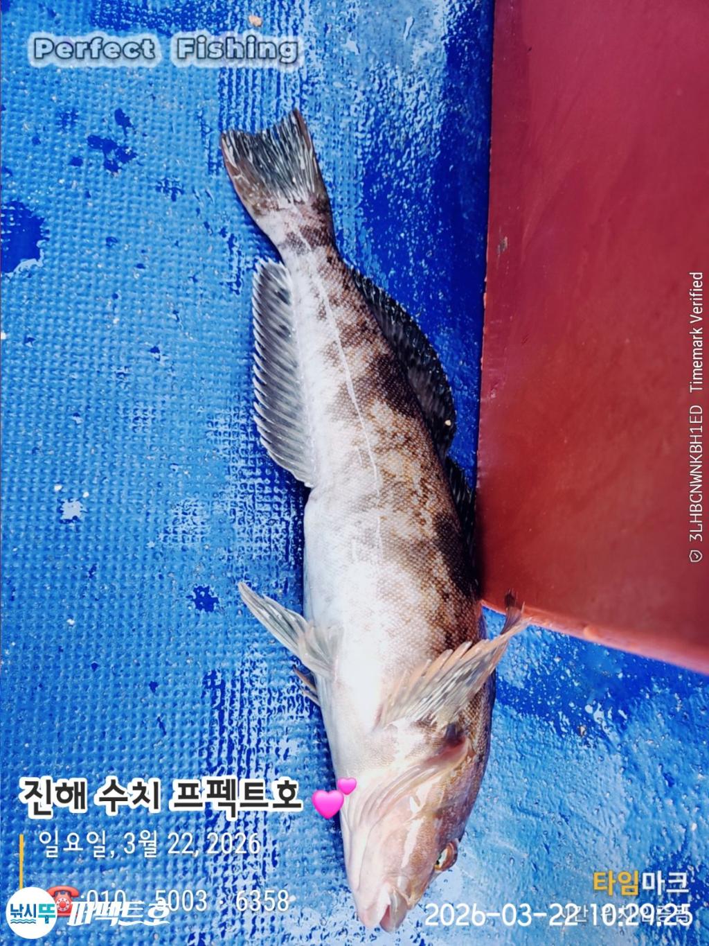 낚시뚜,도다리,진해 수치마을 방파제,퍼펙트호,낚시뚜11