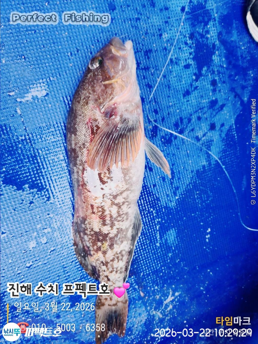 낚시뚜,도다리,진해 수치마을 방파제,퍼펙트호,낚시뚜10