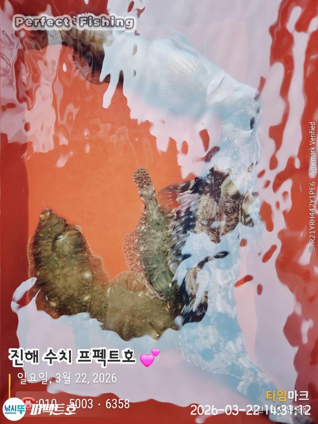 낚시뚜,도다리,진해 수치마을 방파제,퍼펙트호,낚시뚜3