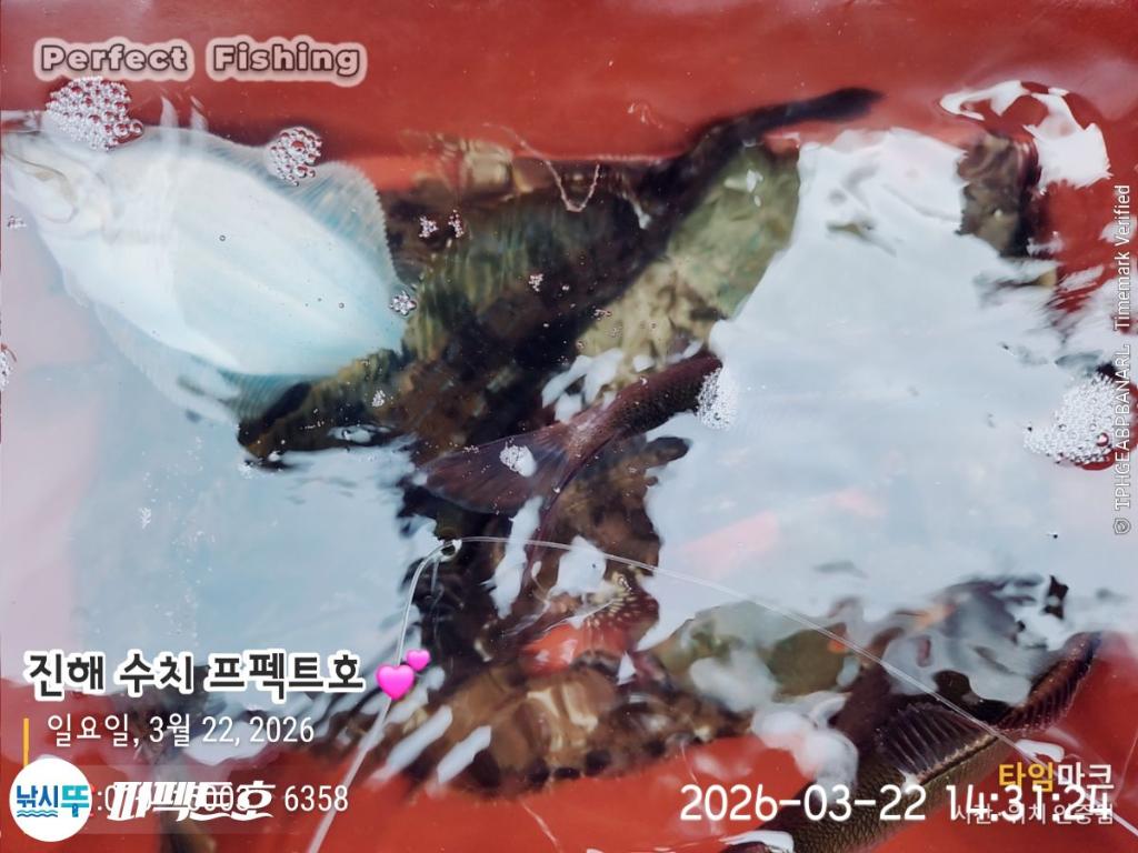 낚시뚜,도다리,진해 수치마을 방파제,퍼펙트호,낚시뚜2