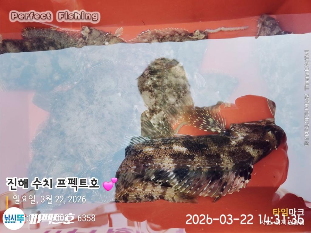 낚시뚜,도다리,진해 수치마을 방파제,퍼펙트호,낚시뚜1
