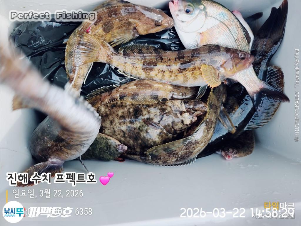 낚시뚜,도다리,진해 수치마을 방파제,퍼펙트호,낚시뚜0