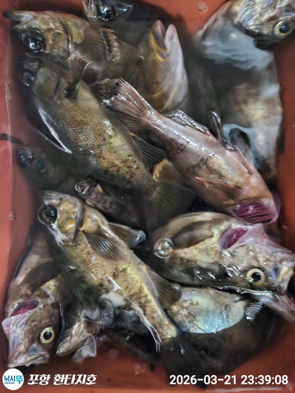 낚시뚜,볼락,도다리,포항 동빈항,포항 환타지호,낚시뚜18